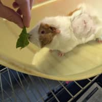 Photo of Wasabi