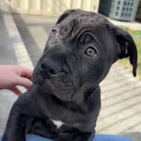 Photo of Margot   9 Week Old Staffy X Boston Terrier
