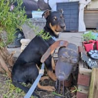 Photo of Thor