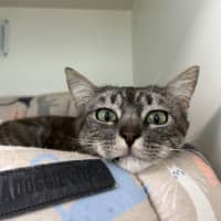 Photo of Atlas