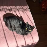 Photo of Salem