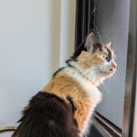 Photo of Cali 