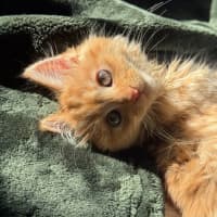 Photo of Kayak & Canoe