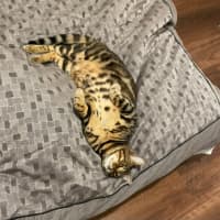 Photo of Bean