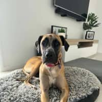 Photo of Whippy   1 Year Old Ridgeback X Great Dane