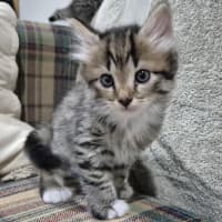 Photo of Winston