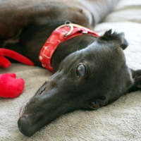 Photo of Margie, The Greyhound