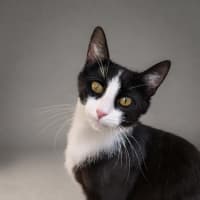 Photo of Felix