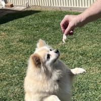 Photo of Daisy   12 Year Old Pomeranian 