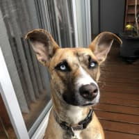 Photo of Zippy