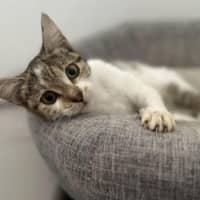 Photo of Pretzel