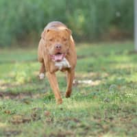 Photo of Tucker