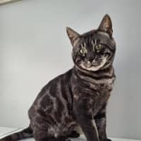 Photo of Pawssonova
