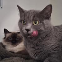 Photo of Luna (Bonded To Mya)