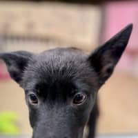 Photo of Connie   15 Week Old Border Collie X