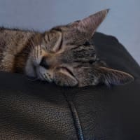Photo of Squirrel   In Foster Care In Templestowe