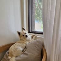 Photo of Dumpling   10 Month Old Pomeranian X Spitz