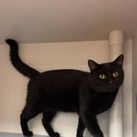 Photo of Finnegan