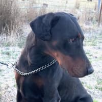 Photo of Mr B Von Dobermann