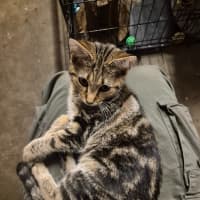 Photo of Autumn   Located In Templestowe