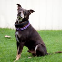 Photo of Monty