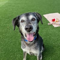 Photo of Sir Walter Imp 179