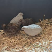 Photo of Blossom, Clover, Meadow & Fern
