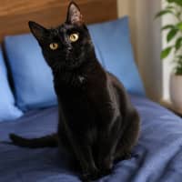 Photo of Saffie