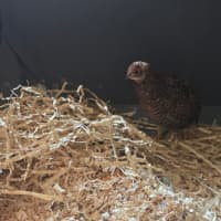 Photo of Blossom, Clover, Meadow & Fern