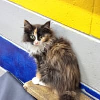 Photo of Ruby