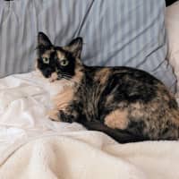 Photo of Charlotte   In Foster Care In Brunswick East