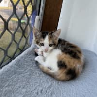 Photo of Coco   Hyacinth 