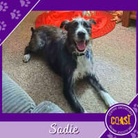 Photo of Sadie