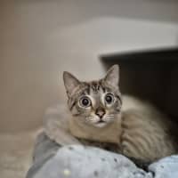 Photo of Aurora