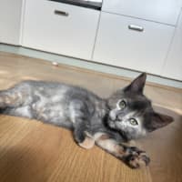 Photo of Kuromi