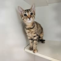 Photo of Chip