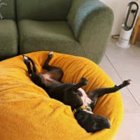 Photo of Marley
