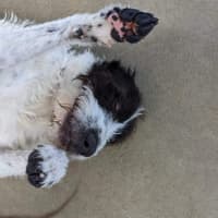 Photo of Rocky