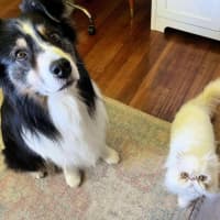 Photo of ❄Aspen❄