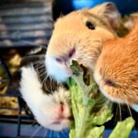 Photo of Buster, Mooch And Sprinkles