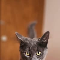 Photo of Lady Grey