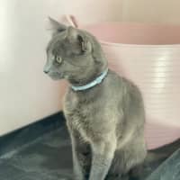 Photo of Memphis (9183)