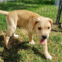 Photo of Ollie (Yellow Collar)