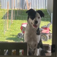 Photo of Coco   4 Month Old Border Collie