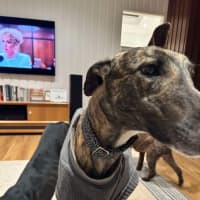 Photo of Teddy, The Greyhound