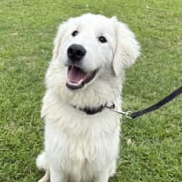 Photo of Caspian