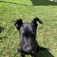 Photo of Sirius