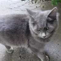 Photo of Cynder