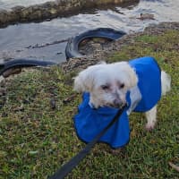 Photo of Toby   11 Year Old Maltese