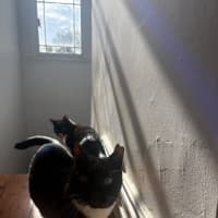 Photo of Hershey & Kiss